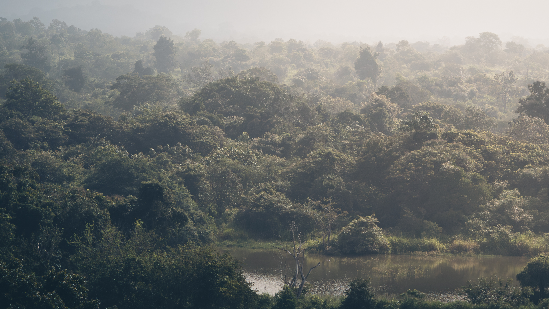 Sri Lanka forest